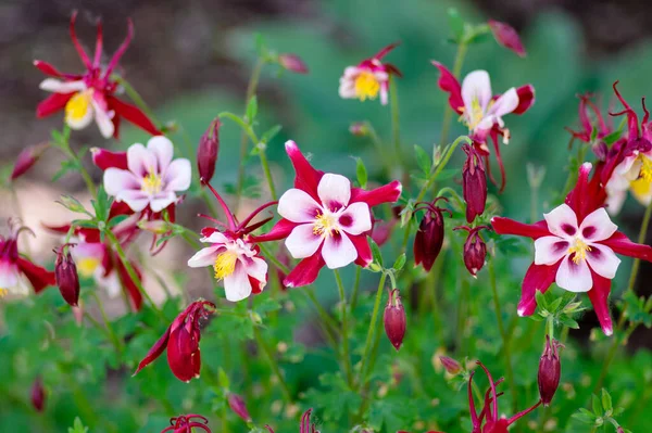 Aquilegia caerulea kırmızı beyaz sarı çiçekli bitki, güzel süs bitkisi çiçekli uzun ömürlü çiçekler, yıldız şeklinde çiçekler