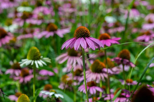 Echinacea purpurea çiçekli koni çiçekleri, çiçek açmış bir grup süs bitkisi, dikenli merkez
