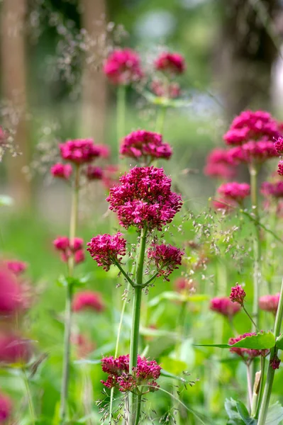 Centranthus ruber çiçekli bitki, çiçekparlak kırmızı pembe çiçekler, yeşil kök ve yaprakları, güzel süs çiçeği