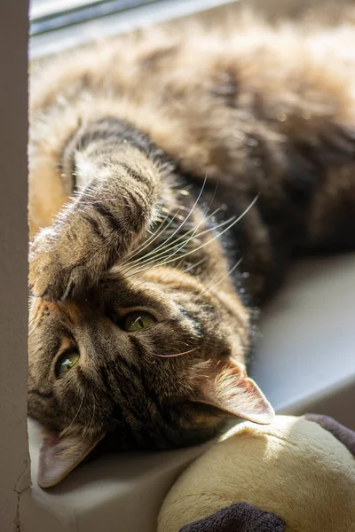 Lazy domestic marble cat relaxing on white windowsill in daylight, very serious expression, face detail and eye contact, watching into the camera