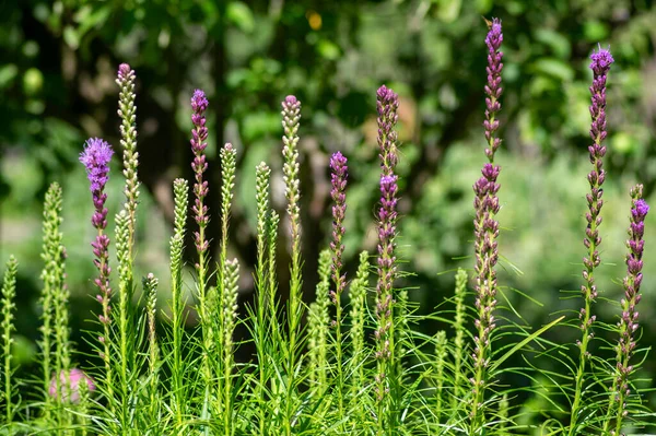 Liatris spicata deep purple flowering plant, group of flowers on tall stem in bloom, green background