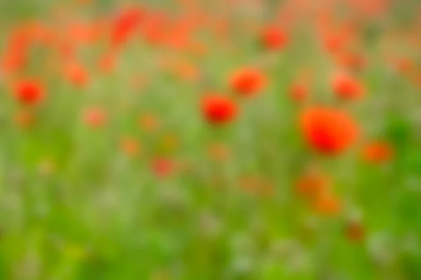 Abstract Blurry Red Green Background Papaver Rhoeas Common Poppy Seed — Stock Photo, Image