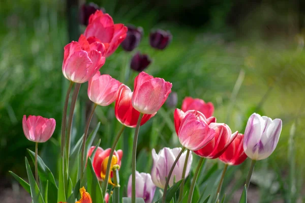 Свежие Цветущие Тюльпаны Весеннем Саду Красивые Ранние Цветы Тюльпана Gesneriana — стоковое фото