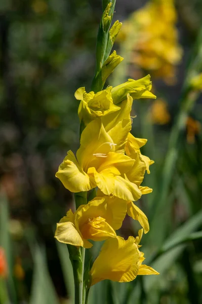 Gladiolus Hortulanus Jardim Planta Ornamental Flor Flores Flores Amarelas Longo — Fotografia de Stock