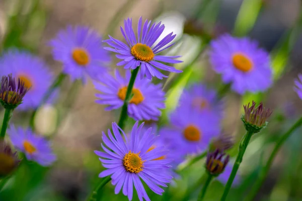 牡丹美丽的地面覆盖着紫色花瓣和橙色中心的花朵 开花的植物 绿色背景 — 图库照片