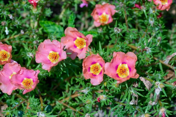 Portulaca Grandiflora Moss Rose Flowering Plant Pale Pink Orange Color — Stock Photo, Image