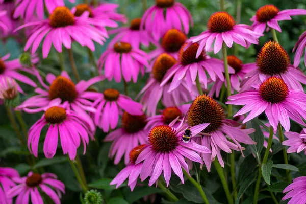 紫锥菊开花菊花 成花的观赏药用植物群 刺中心 — 图库照片
