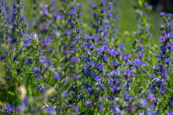 Echium Vulgare Vipers Bugloss Blueweed Planta Con Flores Silvestres Grupo — Foto de Stock