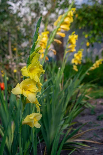 Gladiolus Hortulanus Jardin Plante Ornementale Fleurs Fleurs Fleurs Jaunes Sur — Photo