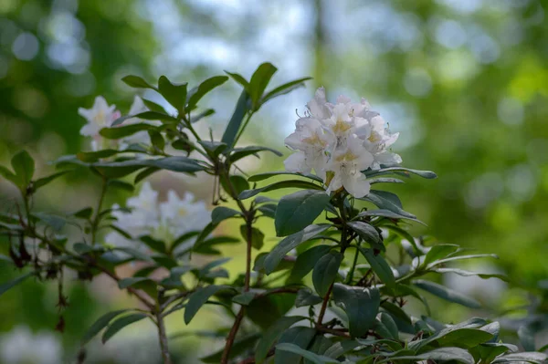 Rhododendron Madame Masson White Flowers Yellow Dots Bloom Flowering Evergreen — Stock Photo, Image