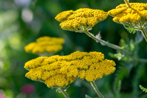 Achillea Filipendulinayarrowは 花の明るい黄色の花を咲かせ 観賞用の開花植物 背の高い緑色の茎に花束を咲かせます — ストック写真