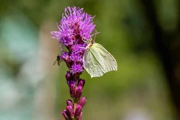 Gonepteryx Rhamni Motýl Sedí Liatris Spicata Tmavě Fialové Květy Krásné — Stock fotografie