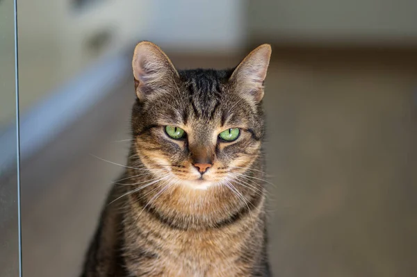 Портрет Красивой Мраморной Кошки Серьезное Вдумчивое Выражение Лица Изумительными Зелеными — стоковое фото