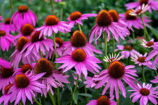 Echinacea purpurea çiçekli koni çiçekleri, çiçek açmış bir grup süs bitkisi, dikenli merkez