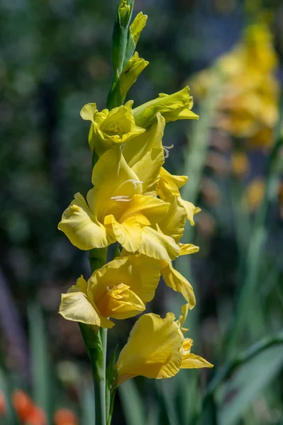 Gladiolus Hortulanus Jardim Planta Ornamental Flor Flores Flores Amarelas Longo — Fotografia de Stock