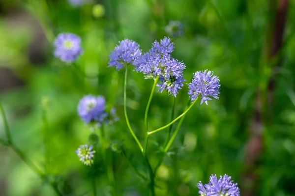 Gilia Capitata Blå Vacker Blommande Växt Blå Fingerborg Blommor Blom — Stockfoto
