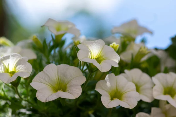 カリブラコア百万本の鐘の美しい開花植物 花の白い花のグループ 観賞用ポットバルコニー植物 緑の葉 — ストック写真