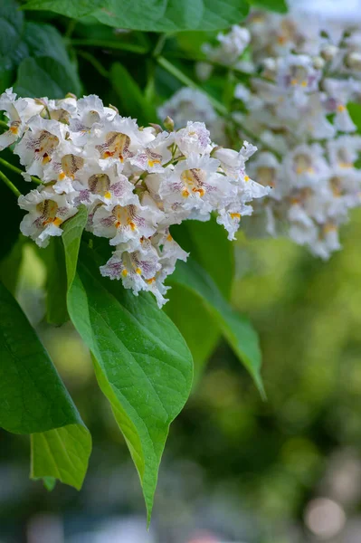 Catalpa Bignonioides Árbol Flores Ornamentales Caducifolias Tamaño Mediano Ramas Con — Foto de Stock