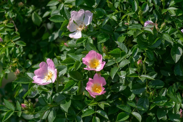 Pies Róży Rosa Canina Jasnoróżowe Kwiaty Rozkwicie Gałęziach Piękne Dzikie — Zdjęcie stockowe