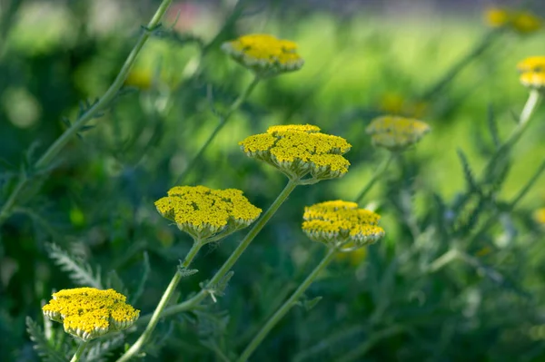 Achillea filipendulinayarrow burun kanaması çiçek açan parlak sarı çiçekler, süs çiçekleri, uzun yeşil saplı buket
