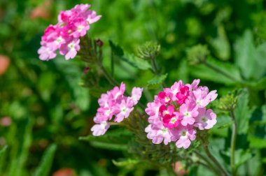 Verbena mine çiçeği süslemeli bahçe çiçekleri, güzel çiçekler, yeşil yapraklar.
