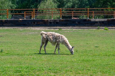 Lama Lama glama portresi, muhteşem büyük gözleri olan güzel kıllı hayvan, açık kahverengi güneş ışığı beyaz rengi.