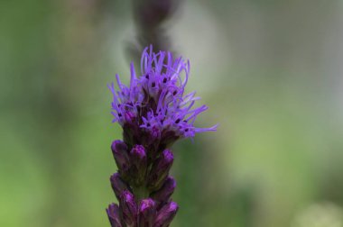Liatris spicata koyu mor çiçekli bitki, uzun saplı çiçekler, yeşil arka plan