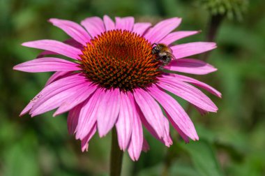 Ekinezya purpurea çiçekli bitki, çiçek açmış konserve çiçekleri, mor yapraklar, yeşil arka plan