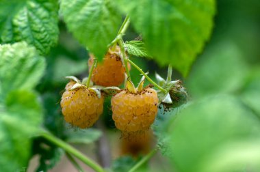 Rubus Idaeus Altın Kraliçe çalıların üzerinde sarı ahududular, bir demet lezzetli olgun meyve, yeşil yapraklar