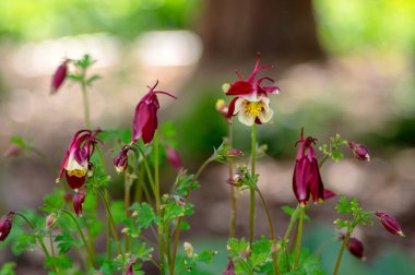 Aquilegia caerulea kırmızı beyaz sarı çiçekli bitki, güzel süs bitkisi çiçekli uzun ömürlü çiçekler, yıldız şeklinde çiçekler