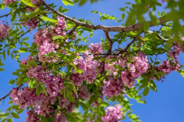 Robinia psödoacia süs ağacı çiçek açmış, pembe beyaz bornoz ekimi çiçek demeti, yeşil yapraklar