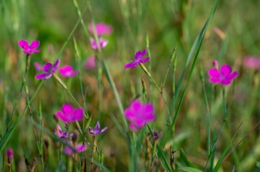 Dianthus deltoides çayır parlak pembe çiçekleri çiçek, küçük çayır bitkileri yeşil çimlerde çiçek açar.
