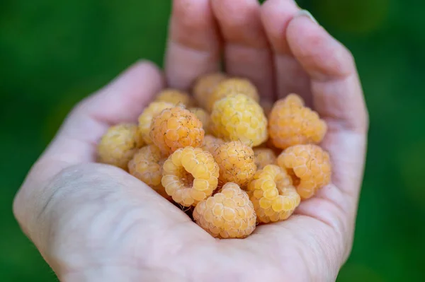 Rubus Idaeus Altın Kraliçe Avucunun Üzerinde Sarı Ahududular Bir Grup — Stok fotoğraf