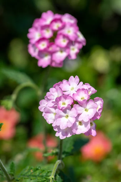 Verbena Hybrida Вербены Декоративные Красочные Цветы Сада Цвету Красивые Цветущие — стоковое фото