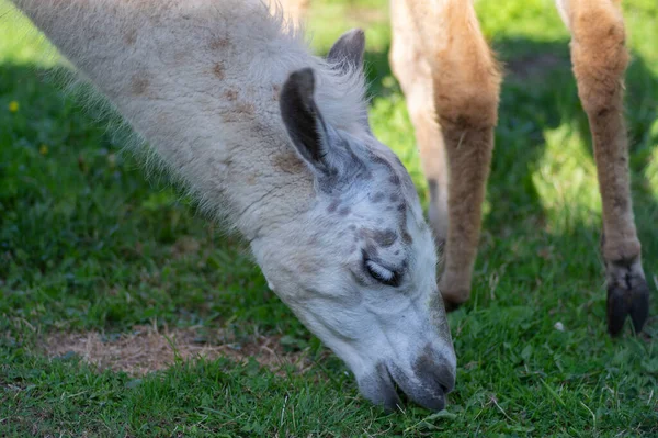 Lama Lama Glama Ritratto Bellissimo Animale Peloso Con Incredibili Grandi — Foto Stock