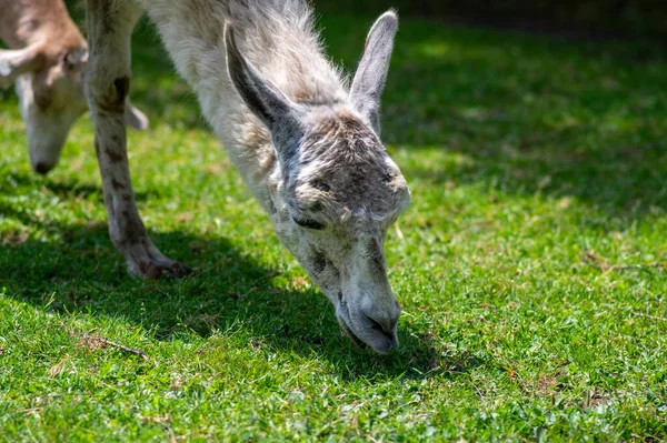 Retrato Glama Llama Lama Hermoso Animal Peludo Con Ojos Grandes — Foto de Stock