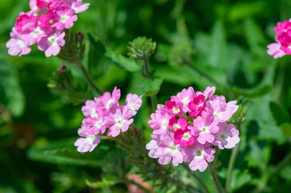 Verbena Hybrida Sporýš Okrasné Barevné Zahradní Květiny Květu Krásné Kvetoucí — Stock fotografie