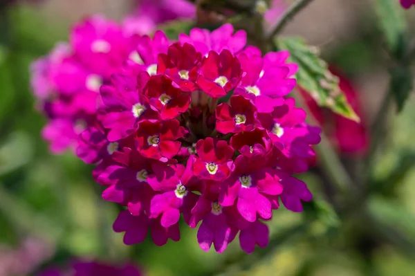 Verbena Hybrida Järnört Prydnadsväxter Färgglada Trädgård Blommor Blom Vackra Blommande — Stockfoto