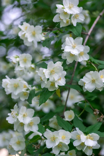 Philadelphus Coronarius Sladké Modrooranžové Bílé Květy Květu Větvích Keřů Kvetoucí — Stock fotografie