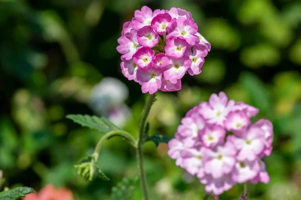 Verbena Hybrida Järnört Prydnadsväxter Färgglada Trädgård Blommor Blom Vackra Blommande — Stockfoto