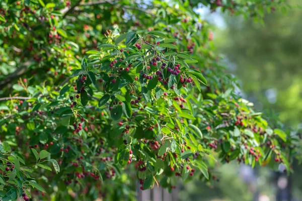 Amelanchier lamarckii olgun ve olgunlaşmamış meyveler dalların üzerinde, servis meyvesi veya orman çileği olarak adlandırılan meyveler grubu, yeşil yapraklar