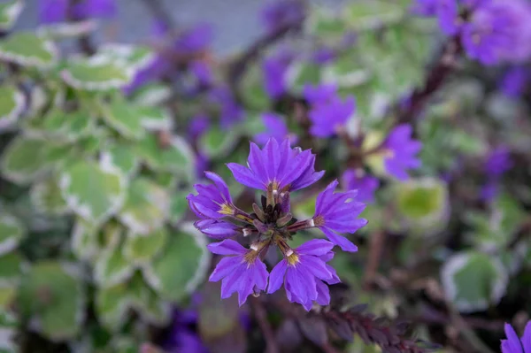 Scaevola Aemula Fee Fächerblume Violett Blühende Zierpflanze Gruppe Schöner Blüten — Stockfoto