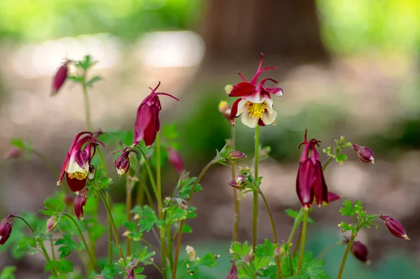 Aquilegia Caerulea Planta Floreciente Roja Blanca Amarilla Hermosas Flores Herbáceas — Foto de Stock