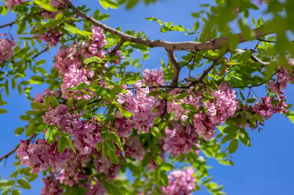 Robinia Pseudoacacia Prydnadsträd Blom Rosa Vit Färg Lila Mantel Odling — Stockfoto