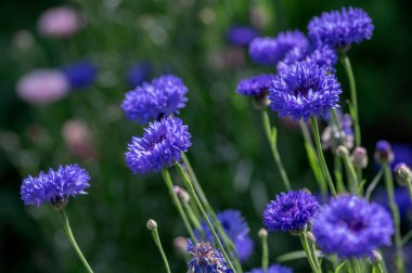 Centaurea cyanus mavisi. Süs bahçesinde ekilmiş çiçek. Çiçek açmış bir grup güzel çiçek.