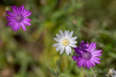 Xeranthemum yıllık beyaz ve menekşe çiçekleri çiçek açmış, bahçedeki çiçek açan bitkiler, kuru süslemeler için kullanılıyor.