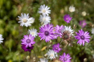 Xeranthemum yıllık beyaz ve menekşe çiçekleri çiçek açmış, bahçedeki çiçek açan bitkiler, kuru süslemeler için kullanılıyor.