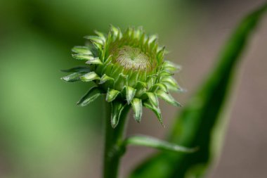 Ekinezya purpurea çiçekli bitki tomurcuğu, kabuksuz çiçekler açmaya başlıyor, mor yapraklar, yeşil arka plan
