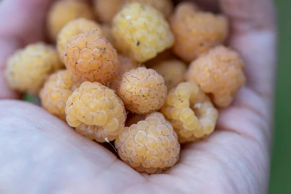 Rubus Idaeus Golden Queen Frambuesas Amarillas Palma Mano Grupo Sabrosas — Foto de Stock