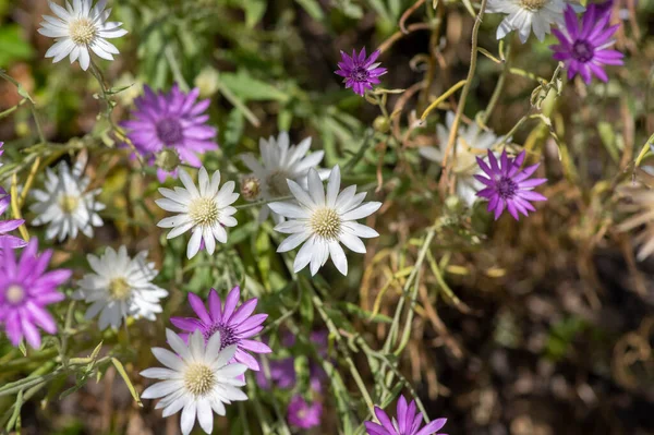 Xeranthemum Annuum White Violet Immortelle Flowers Bloom Group Flowering Plants — Stock Photo, Image